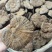 粉灵芝灵芝粉香芝一手货源稳定供应