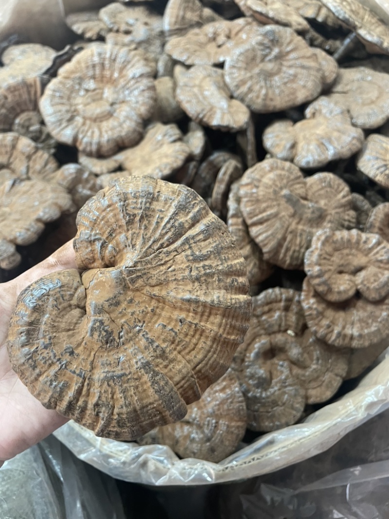 粉灵芝灵芝粉香芝一手货源稳定供应