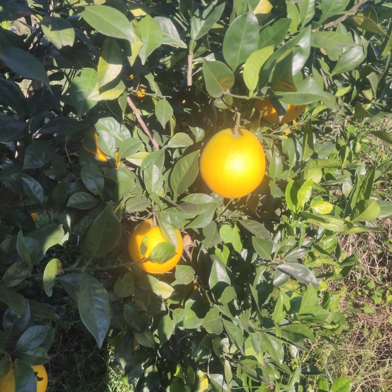 赣南早脐橙，现大量上市，现货。