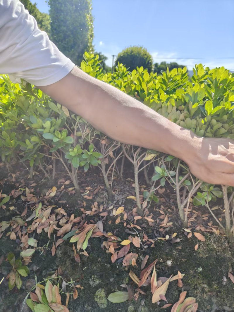 精品夏娟常用于园林绿化中的地被覆盖，形成色彩斑斓的景观
