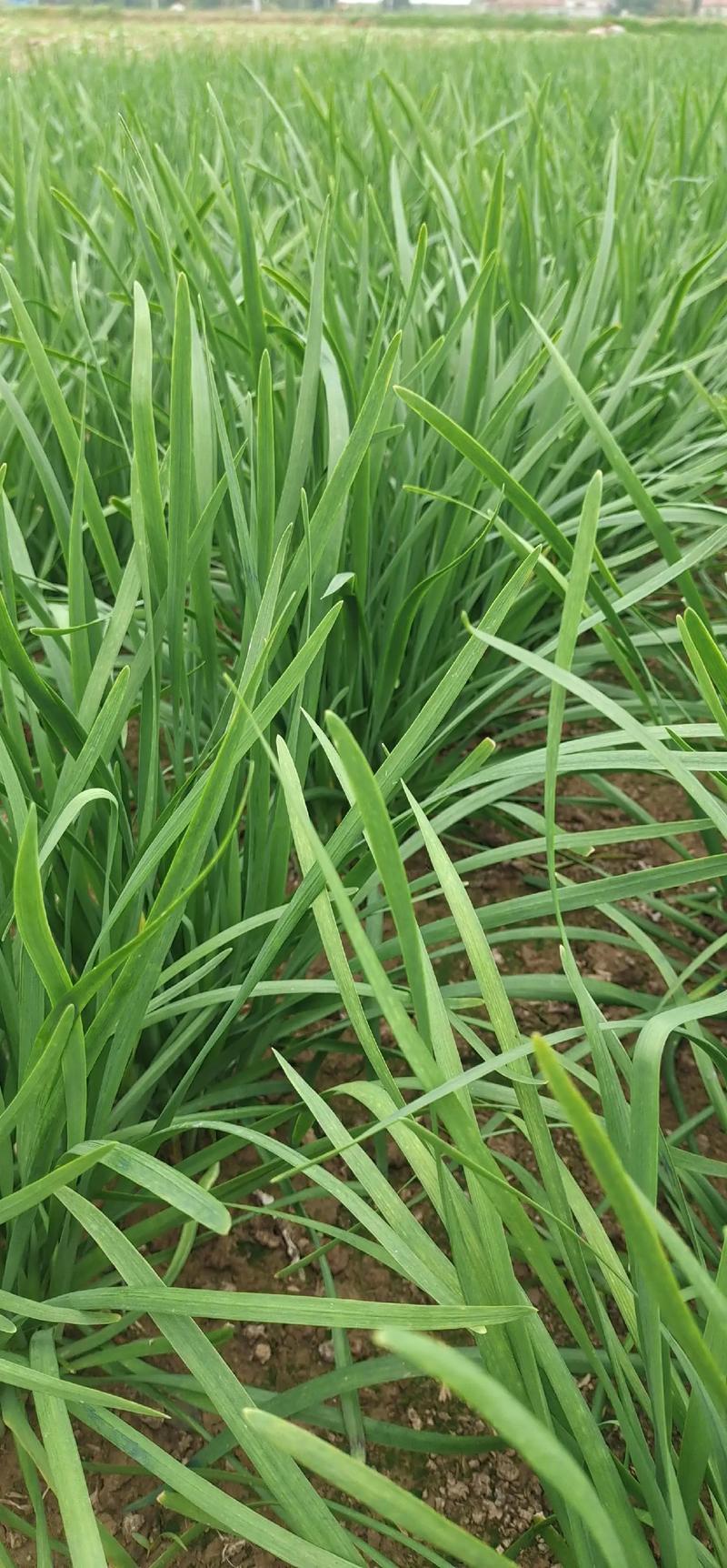 韭菜