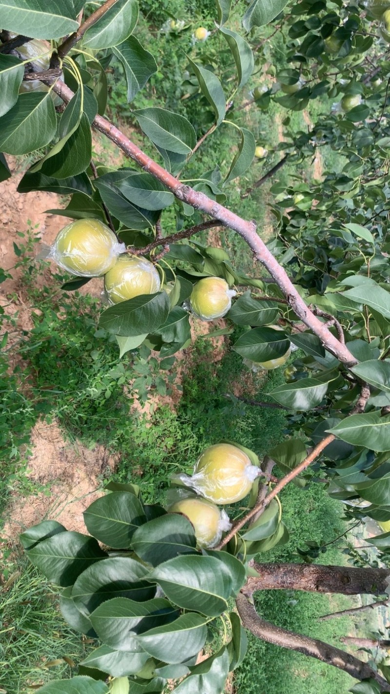 隰县玉露香梨，可批发，可邮寄
