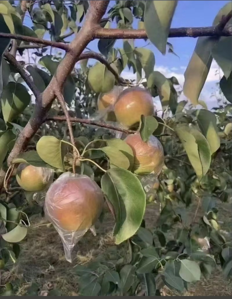 隰县玉露香梨，可批发，可邮寄