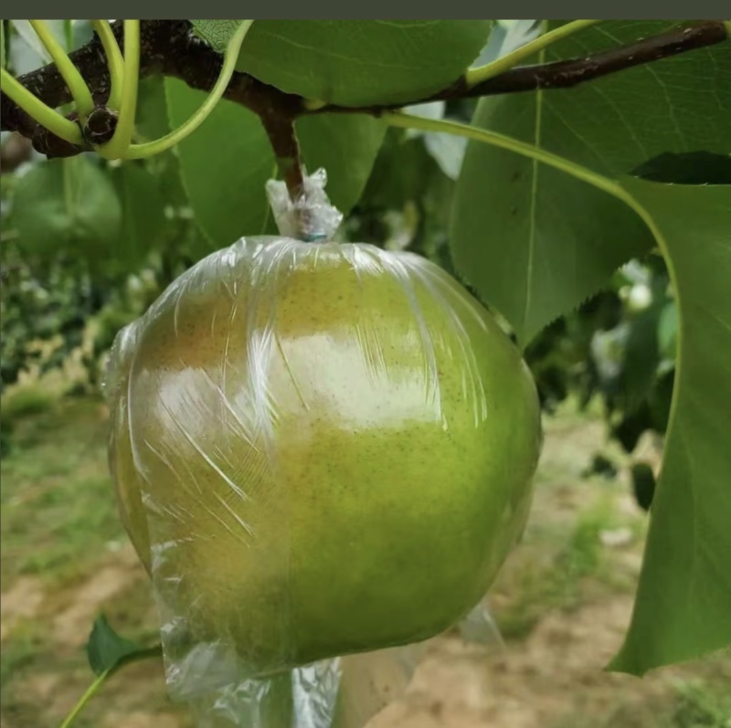 隰县玉露香梨，可批发，可邮寄