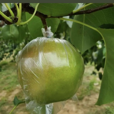 隰县玉露香梨，可批发，可邮寄