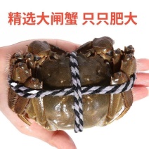 六月黄稻田蟹精选大闸蟹，只只肥大，对接超市电商批发市场