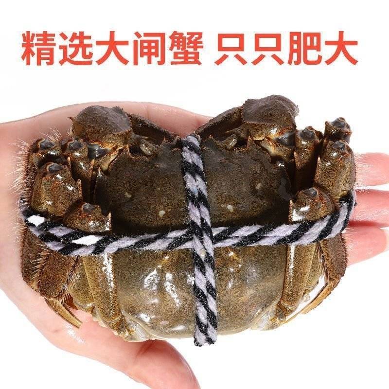 六月黄稻田蟹精选大闸蟹，只只肥大，对接超市电商批发市场
