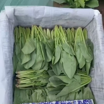 小叶菠菜供应北京菠菜全北京市周边都可配送学校企