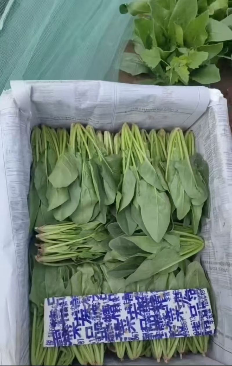 小叶菠菜供应北京菠菜全北京市周边都可配送学校企