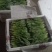 小叶菠菜供应北京菠菜全北京市周边都可配送学校企