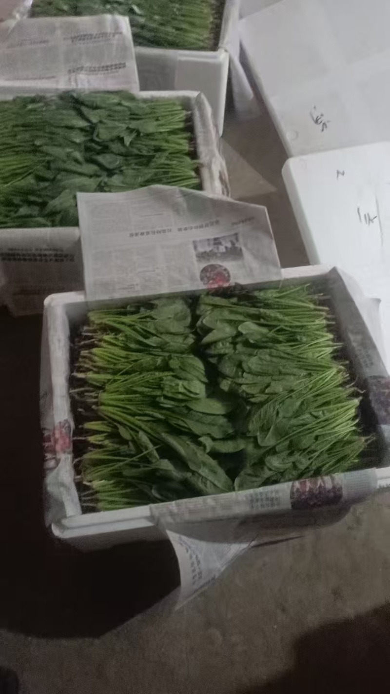 小叶菠菜供应北京菠菜全北京市周边都可配送学校企