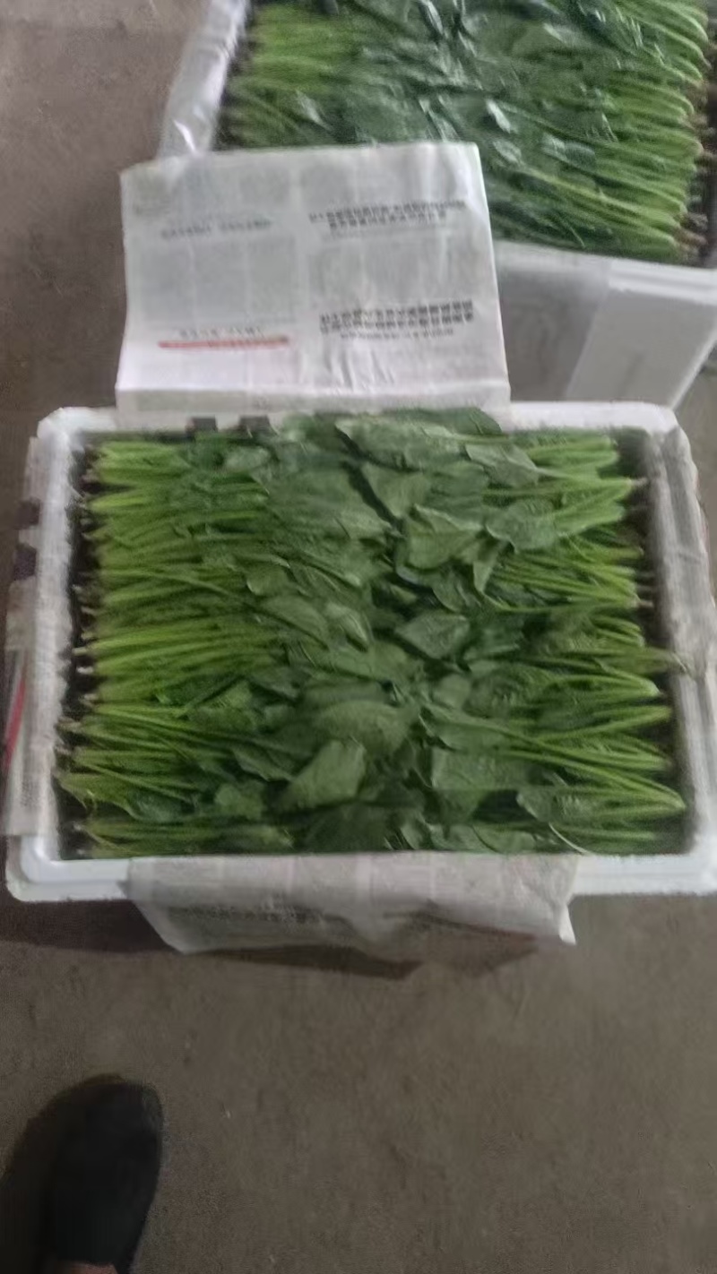 小叶菠菜供应北京菠菜全北京市周边都可配送学校企