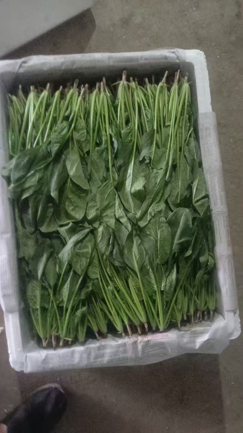 小叶菠菜供应北京菠菜全北京市周边都可配送学校企