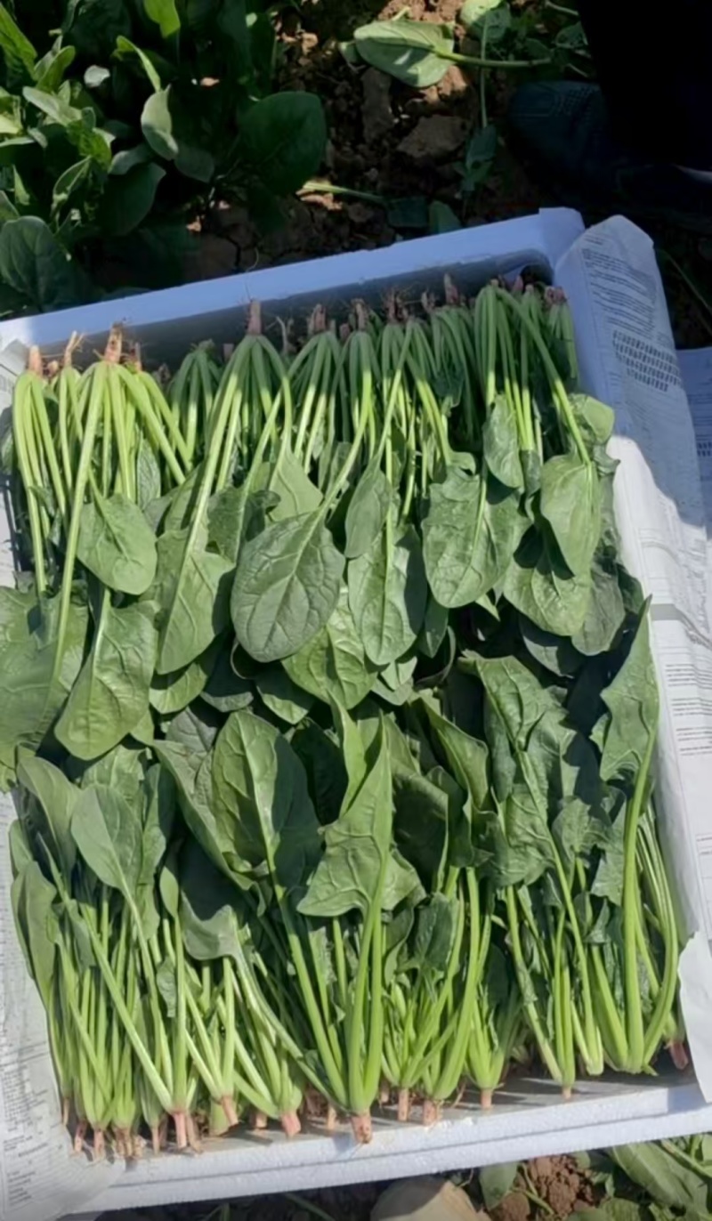小叶菠菜供应北京菠菜全北京市周边都可配送学校企