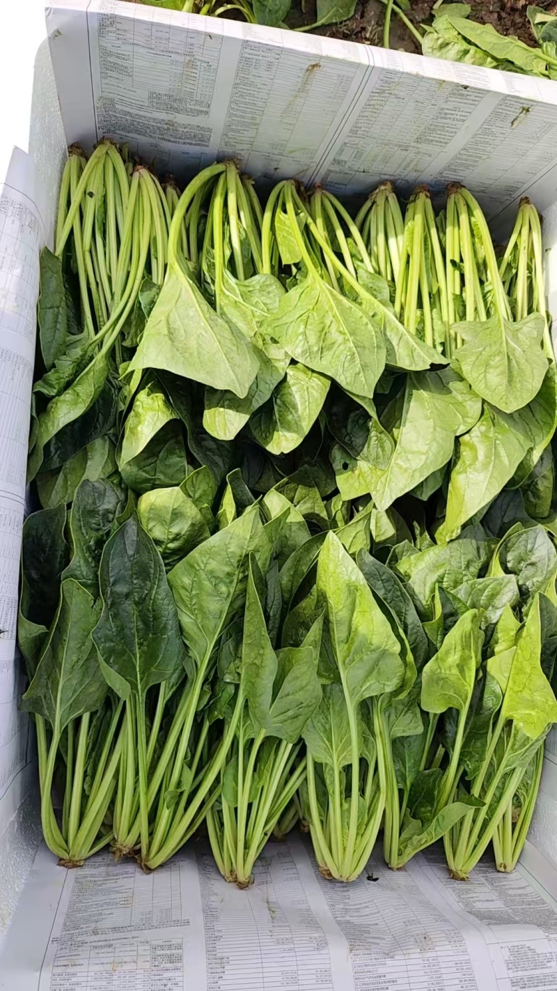 小叶菠菜供应北京菠菜全北京市周边都可配送学校企
