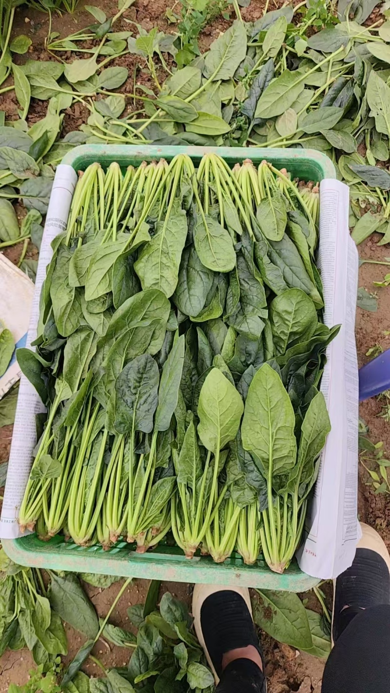 小叶菠菜供应北京菠菜全北京市周边都可配送学校企