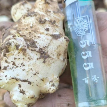 精品白洋姜，市场电商一件代发