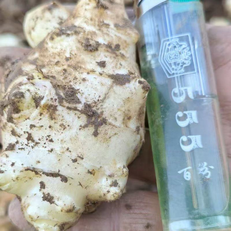 精品白洋姜，市场电商一件代发