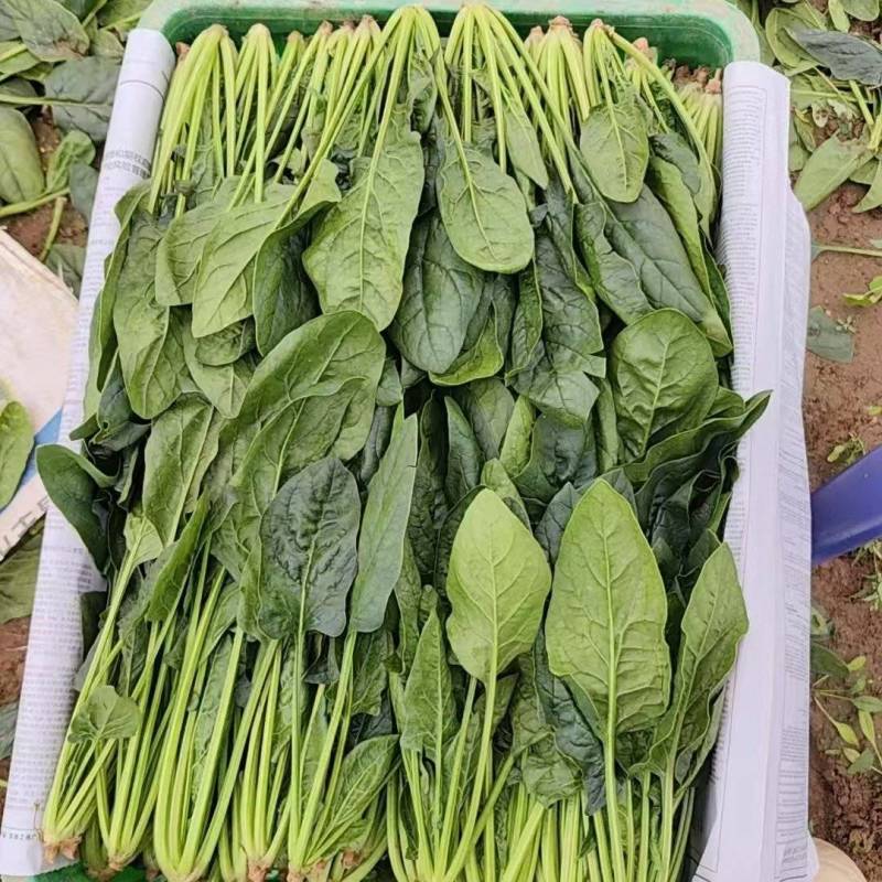 北京菠菜小叶菠菜大量供应北京商超食堂，农贸市场都可配送