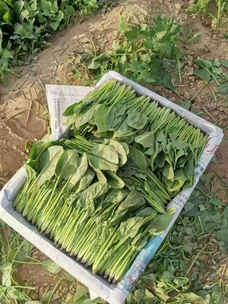 北京菠菜小叶菠菜大量供应北京商超食堂，农贸市场都可配送