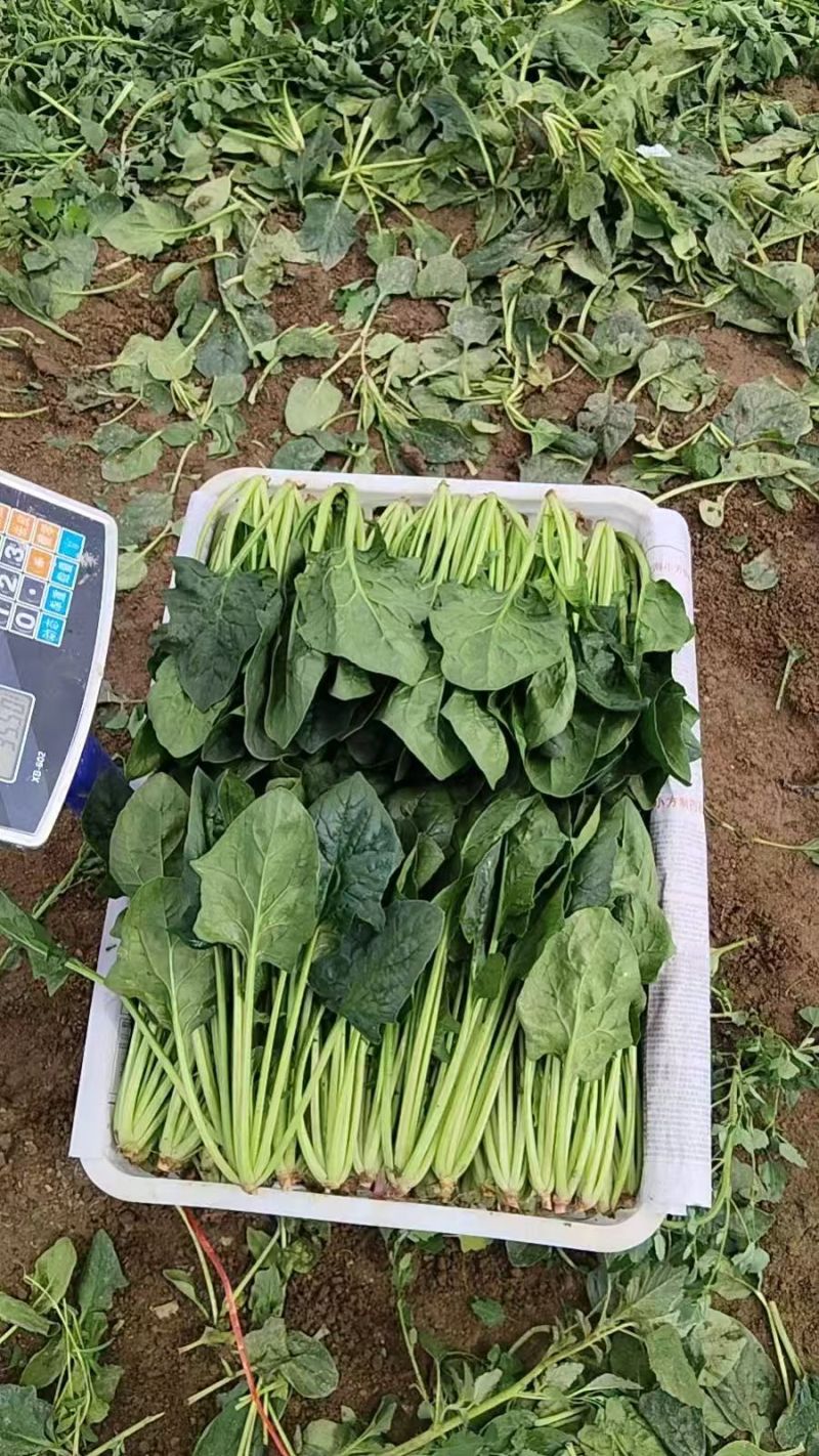 北京菠菜小叶菠菜大量供应北京商超食堂，农贸市场都可配送