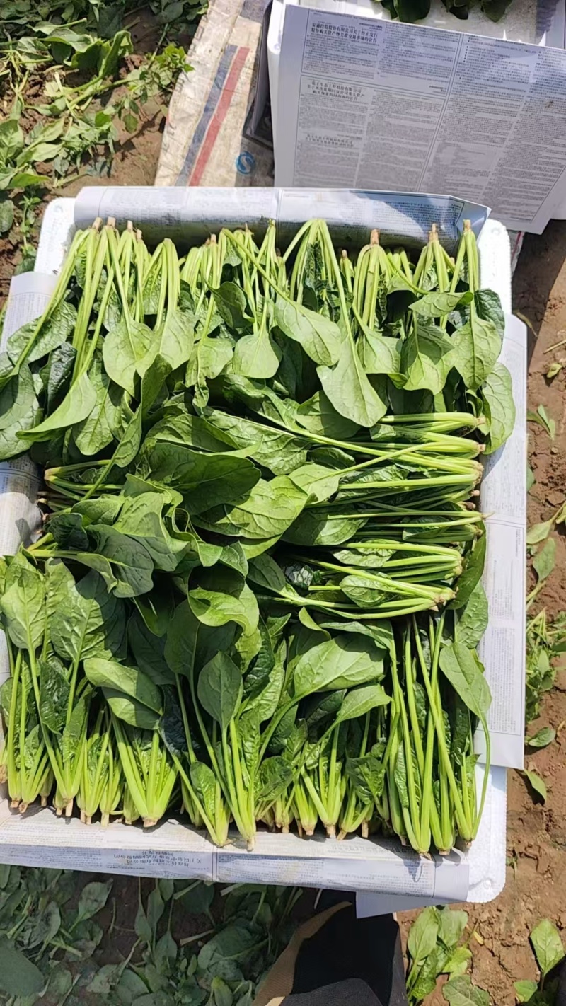 北京菠菜小叶菠菜大量供应北京商超食堂，农贸市场都可配送
