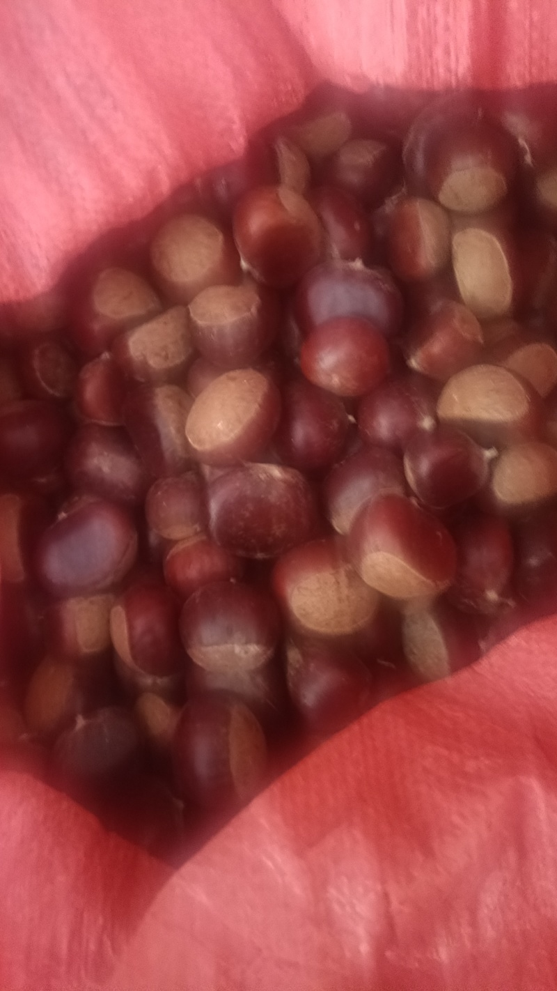 农村土把栗