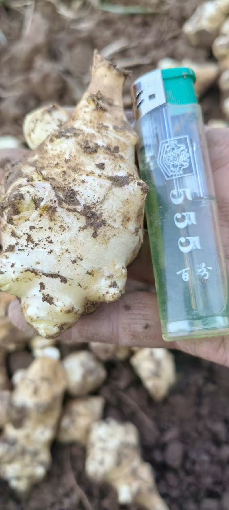 精品白洋姜，市场电商一件代发