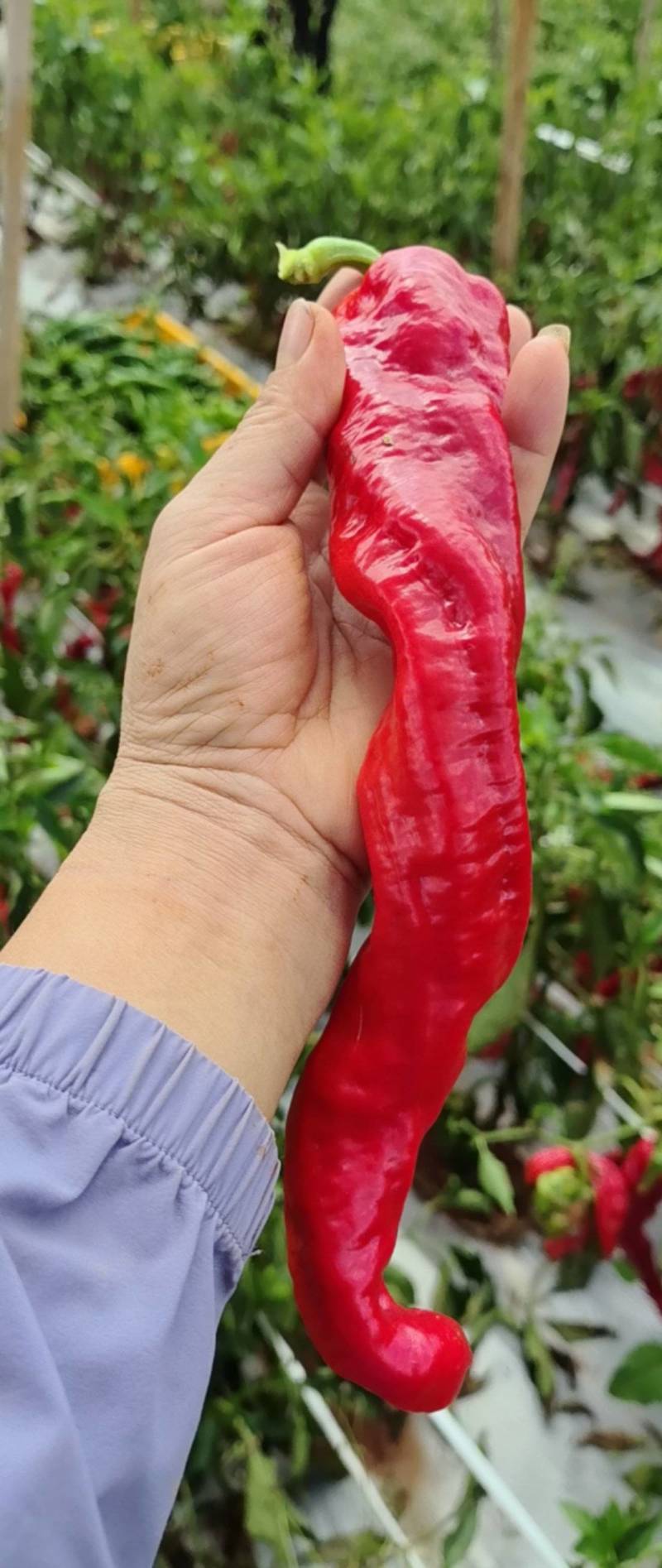 精品红椒，现摘现卖，新鲜便宜。