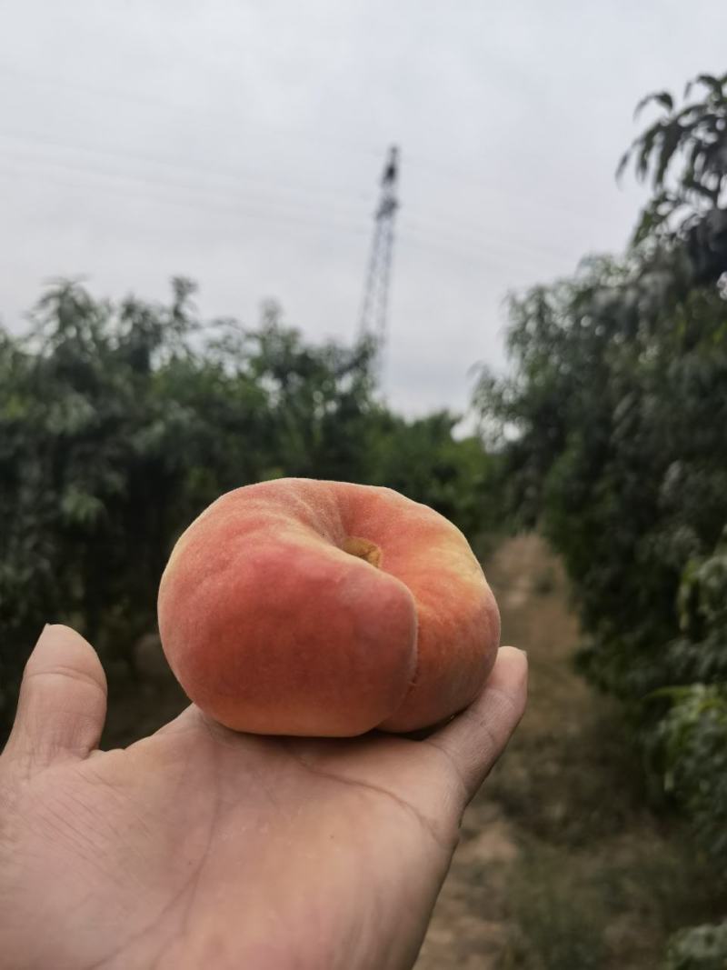 瑞蟠21白肉红毛蟠桃，