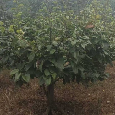 四川简阳绿化苗木/梨树/保质保量/量大价优/