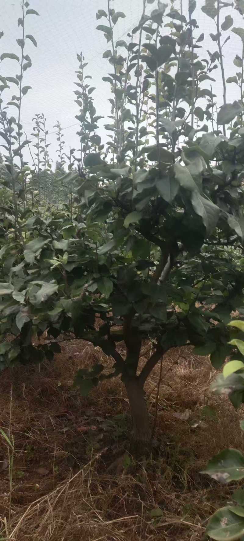 四川简阳绿化苗木/梨树/保质保量/量大价优/