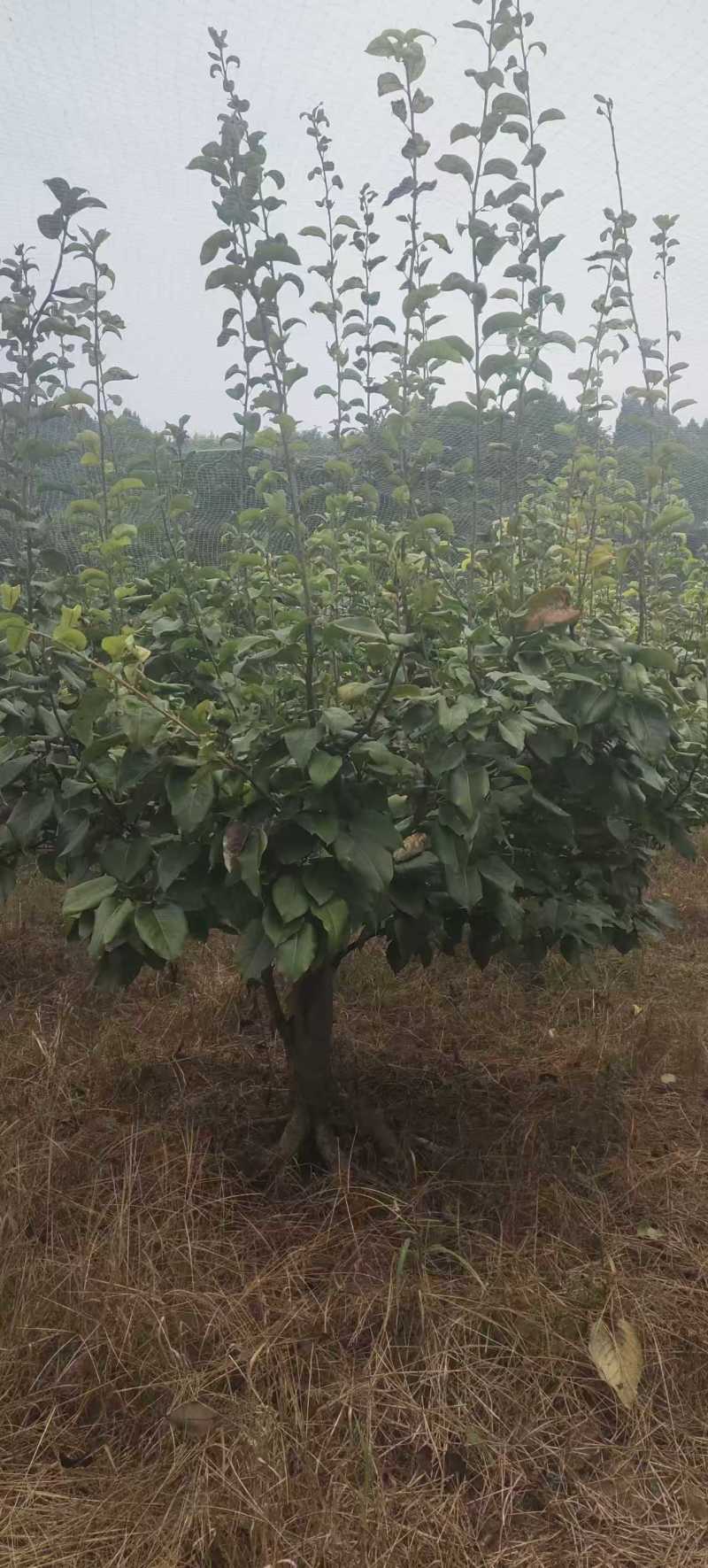 四川简阳绿化苗木/梨树/保质保量/量大价优/