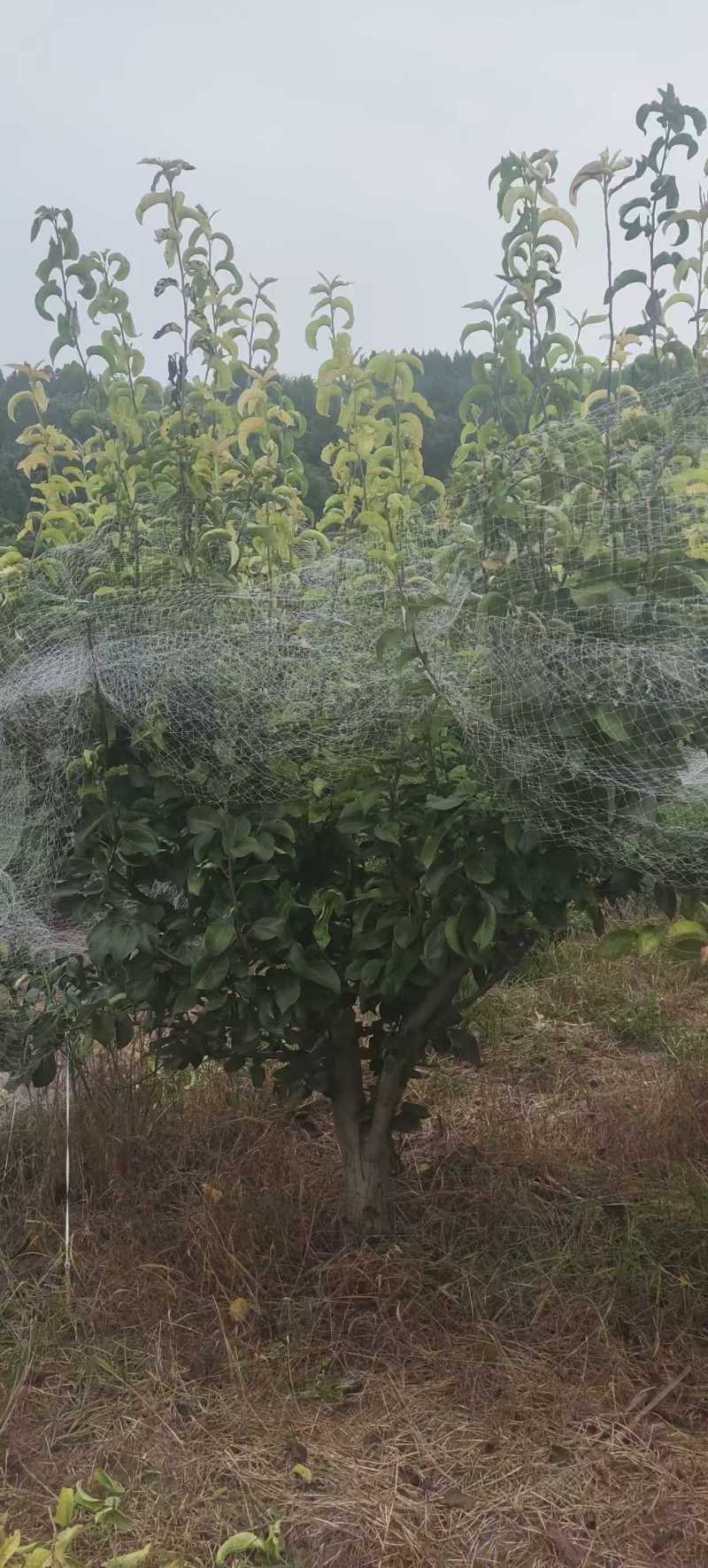四川简阳绿化苗木/梨树/保质保量/量大价优/