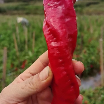 精品红椒，现摘现卖，新鲜便宜。