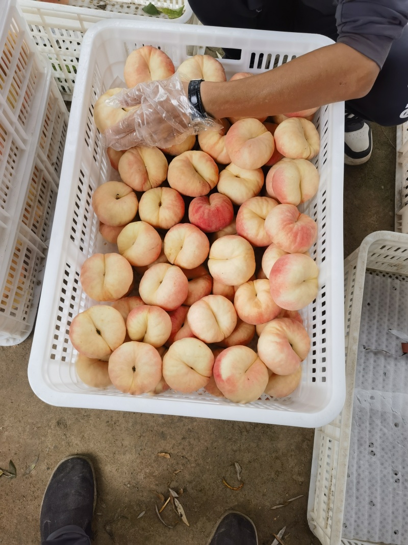 瑞蟠21白肉红毛蟠桃，
