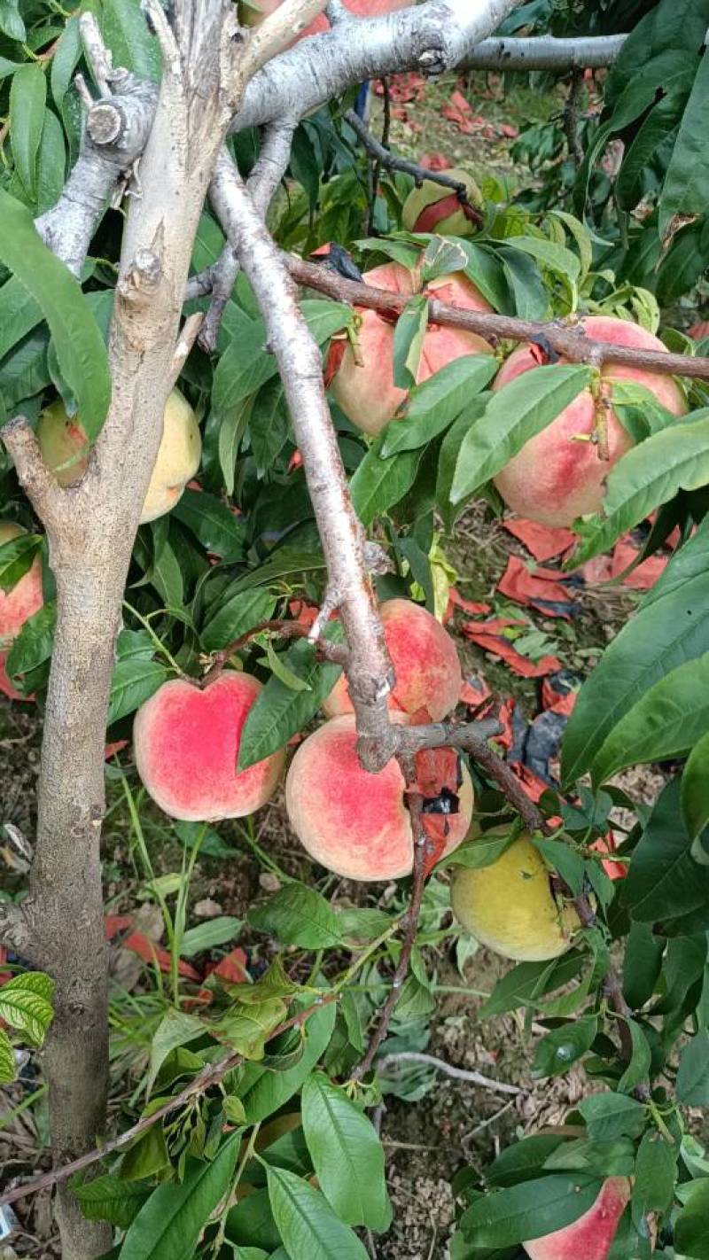 中秋王马上开园上市