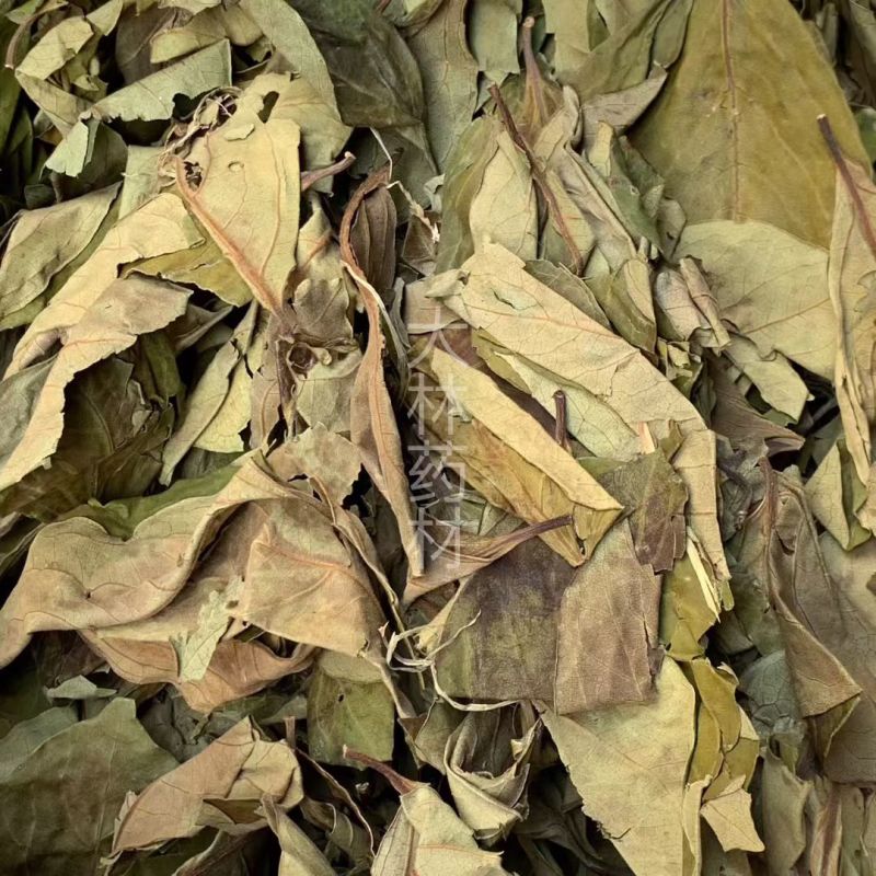 柿子叶【包邮】三斤起发货可批量可零售量大从优