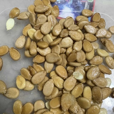 三白瓜种子
