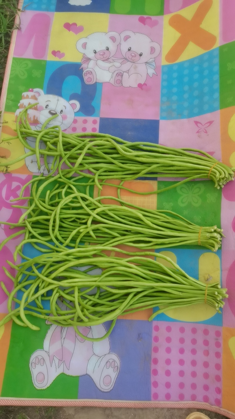 精品长豆角，六十亩基地，淮河水浇灌，条顺直长，有各种规格