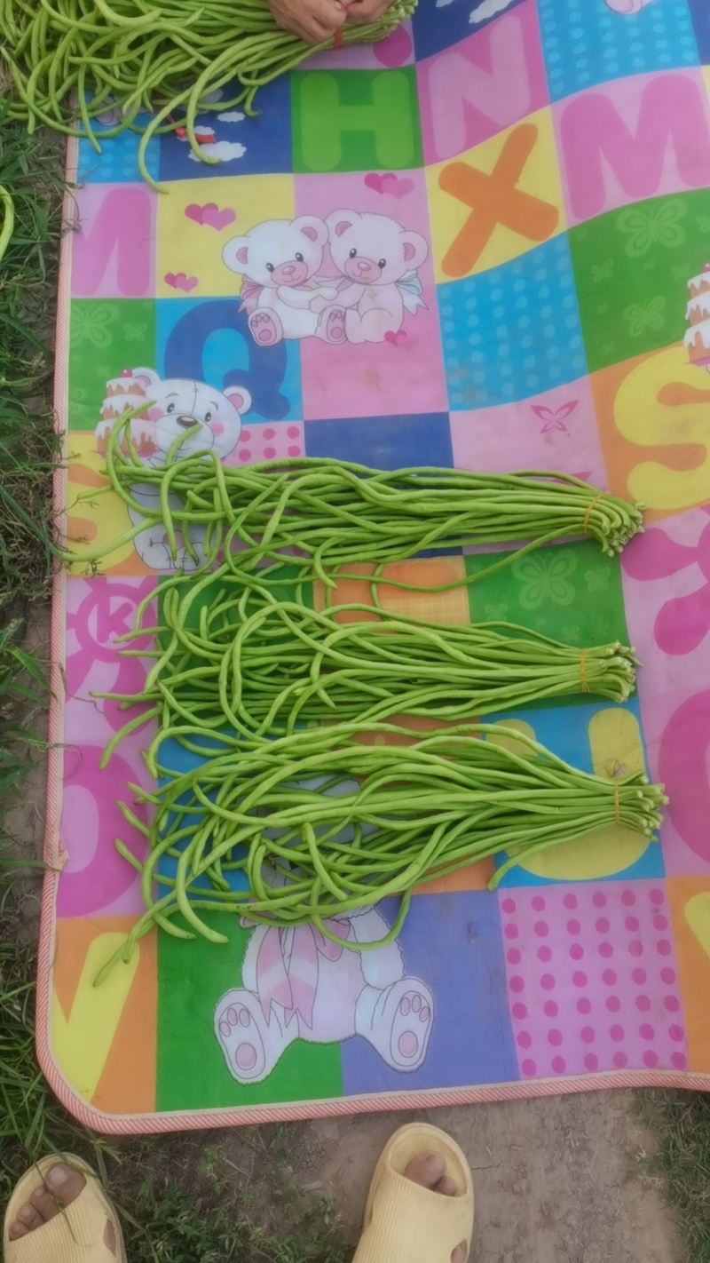精品长豆角，六十亩基地，淮河水浇灌，条顺直长，有各种规格