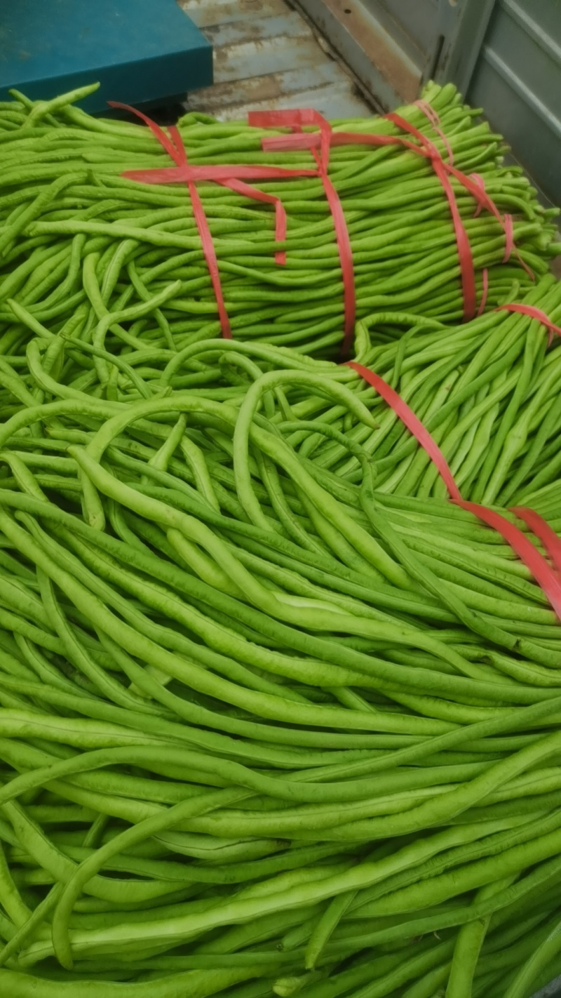 精品长豆角，六十亩基地，淮河水浇灌，条顺直长，有各种规格