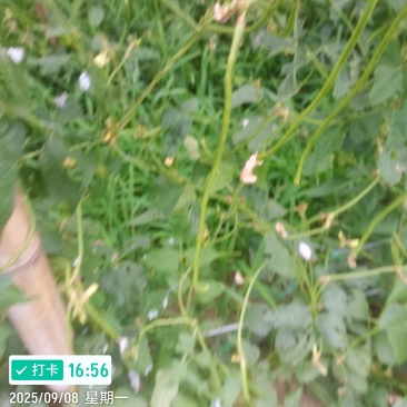 精品长豆角，六十亩基地，淮河水浇灌，条顺直长，有各种规格