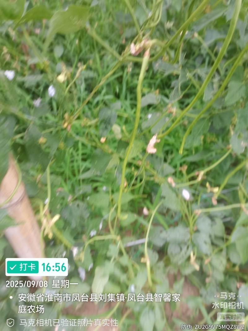 精品长豆角，六十亩基地，淮河水浇灌，条顺直长，有各种规格