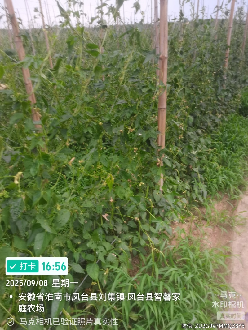 精品长豆角，六十亩基地，淮河水浇灌，条顺直长，有各种规格