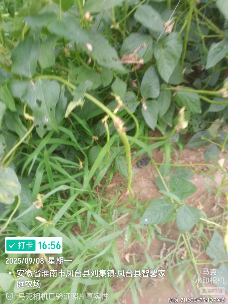 精品长豆角，六十亩基地，淮河水浇灌，条顺直长，有各种规格