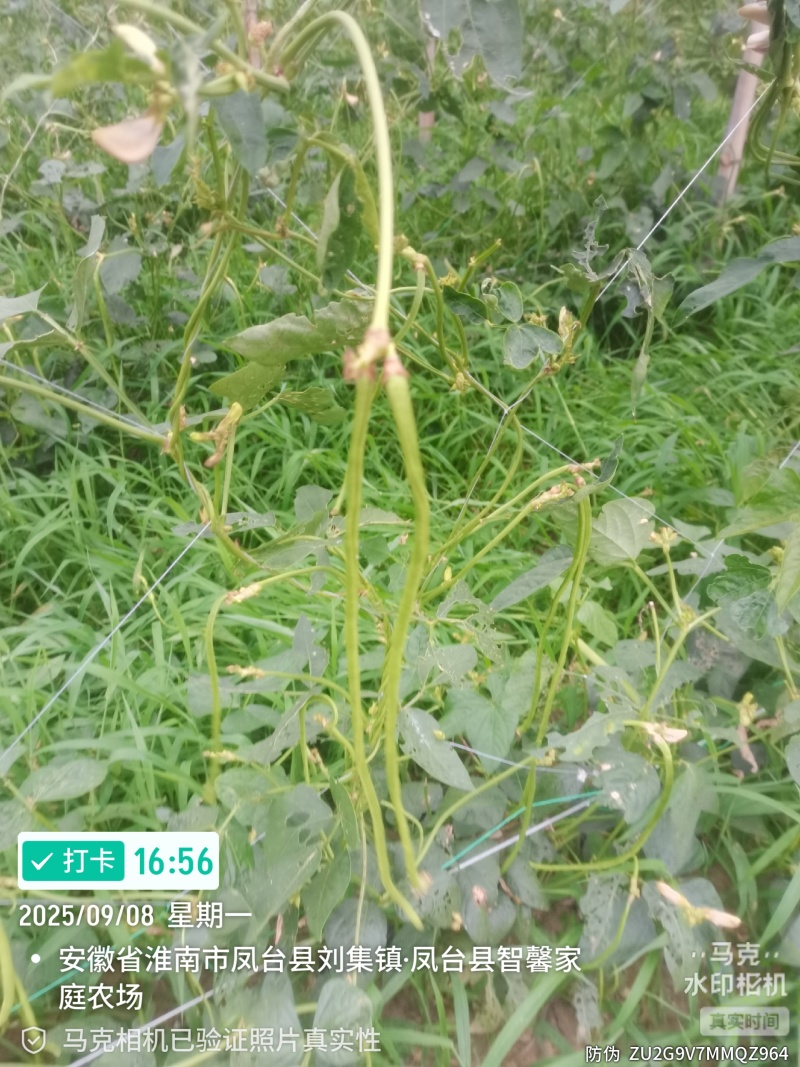 精品长豆角，六十亩基地，淮河水浇灌，条顺直长，有各种规格