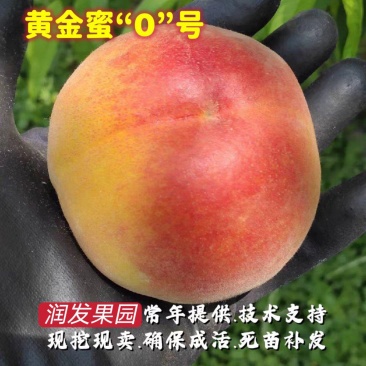 果园直发桃树苗早熟黄金蜜0号1号10号金灿黄桃包品种