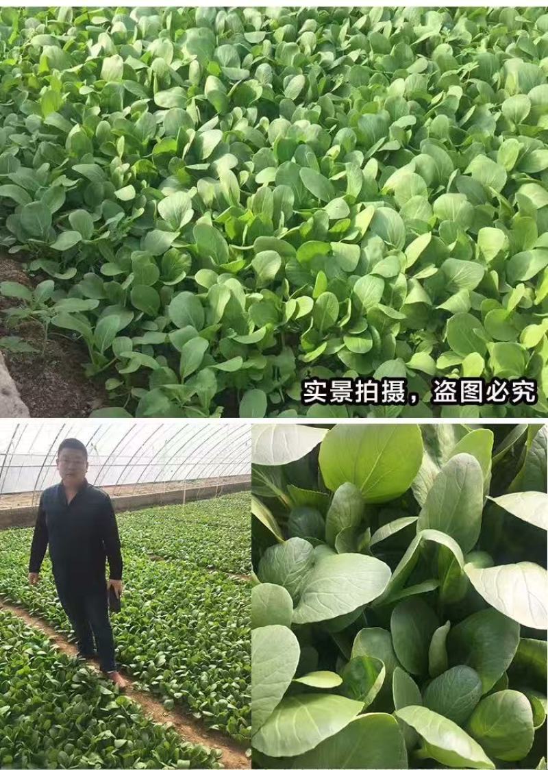 有机肥颗粒有机质30氮磷钾4符合国家525执行标