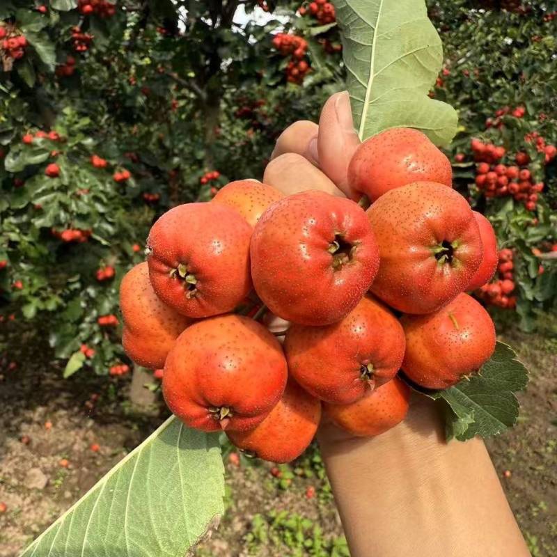 山西大棉球山楂大量供应产地一手货源现摘现发保质保量